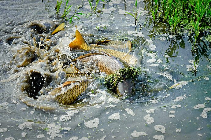 carp-spawning